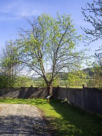 Předposlední strom najdemne na hřbitově