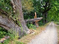 Občas některý strom spadne