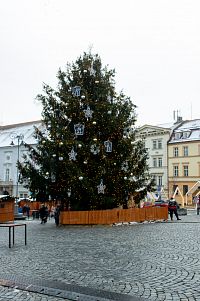 Vánoční strom na tradičním brněnském trhu