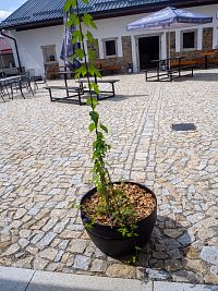 Chmelový úponek