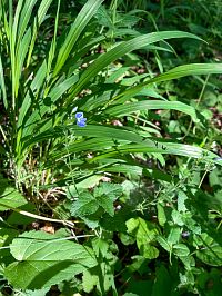 Drobně kvete rozrazil