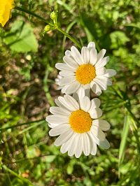 Kopretin je vždycky dost