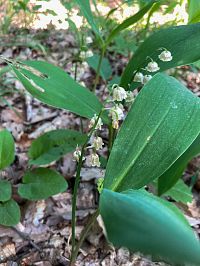 Konvalinek je tu plno