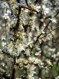 Jaro v plném proudu