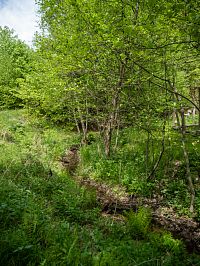 Potůček je přítokem Mírovky