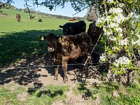 Zvídaví živočichové