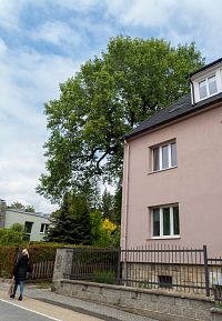Šumperk – Liliovník u Barborky