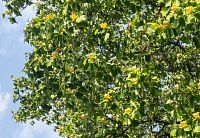 Květy mohou připomínat tulipány