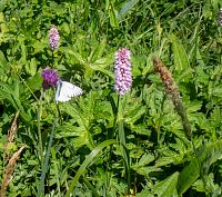 Převažující rdesno