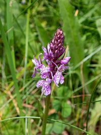 Vstavače kolem cesty