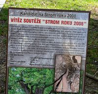 O stromu roku 2008