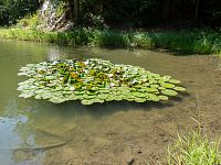 Okrasné vodní rostliny