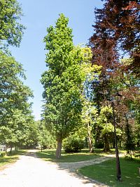 V parku jsou i exotické dřeviny