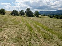 Stromy u zaniklé vedlejší cesty