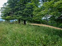 Stromy ukrývající Kalvárii