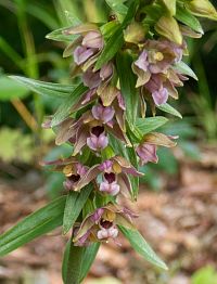 I tak potěší drobné květy