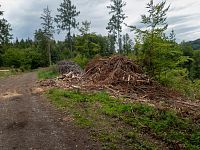 V okolí se značně kácelo