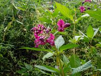 I tady se dostal invazivní netýkavka