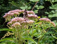 V kombinaci s faunou