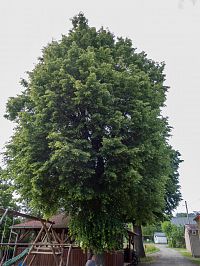 Pár líp ještě stojí