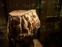 Počátky života (houby)