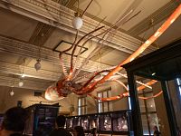 Ne vše je časově zařazen, krakatice je určitě novější (vývojově)