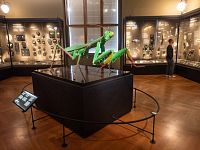 Modely hmyzu (kudlanka)