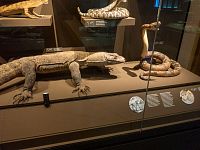 Reptiles neboli plazi