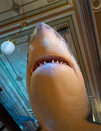 Carcharias carcharodon