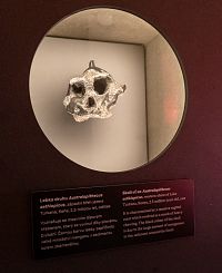 A už předci člověka