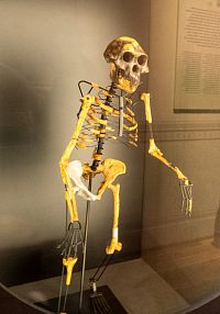 Model kostry Lucy