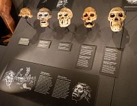 Sada australopitéků