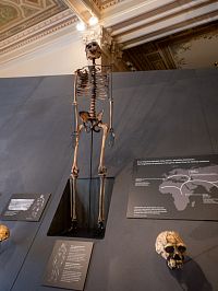 Homo heidelbergensis