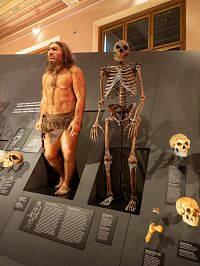 V Evropě máme i neandrtálské geny