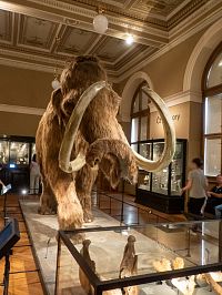 Mamuti nám vyhynuli nedávno