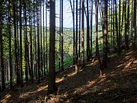 Les Mírovské vrchoviny