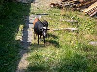 Stálí obyvateleé areálu