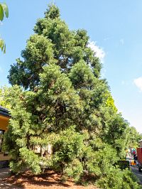 Sekvojovec zatím drobný