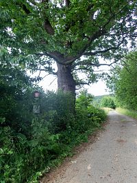 Celkem slušný jedinec