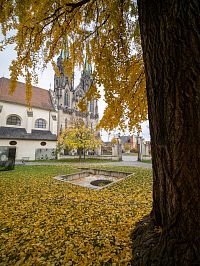 U muzea roste strom ginko