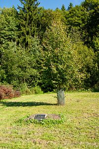 Lípa se zřejmě ujala