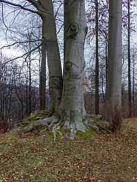 Mezi vrostlými buky