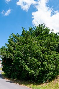 Všechovice – Tis červený