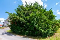 Spíše keř než strom