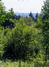 Pár vrcholků Jeseníků