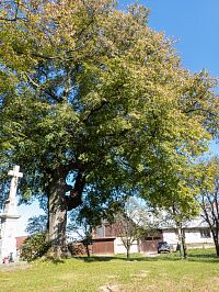 U památných stromů