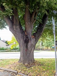 Zatím nepamátná lípa