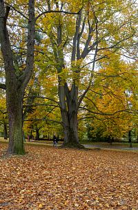 Olomouc, Bezručovy sady – Strom II. milénia