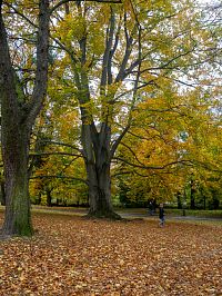 Strom má kolem dosti prostoru