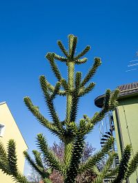 Araukárie pochází z Jižní Ameriky